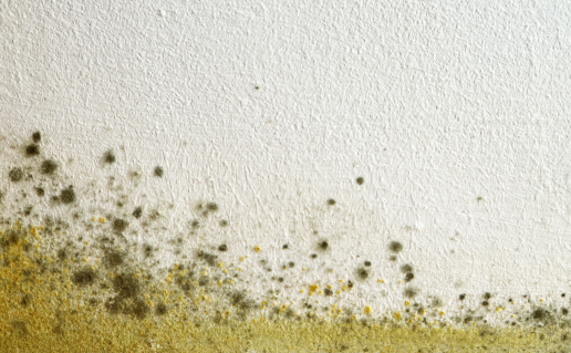 Greenish-yellow mold on white wall