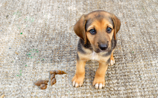 Puppy sitting on carpet next to feces