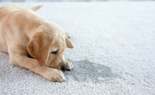 Cleaning dog store pee from rug